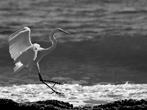 landing, heron, water