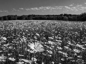 landscape, daisy, Meadow