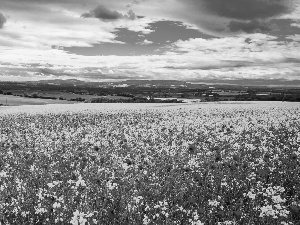 landscape, Meadow, papavers