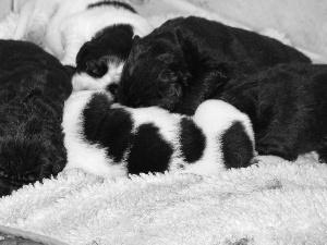 Landseery, sweet, puppies