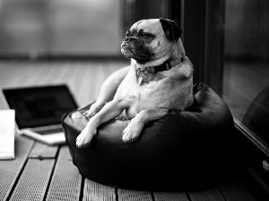 laptop, dog, Armchair