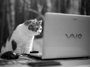 cat, laptop
