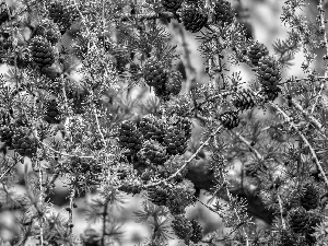 trees, Twigs, cones, larch