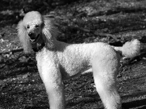 White, Poodle large