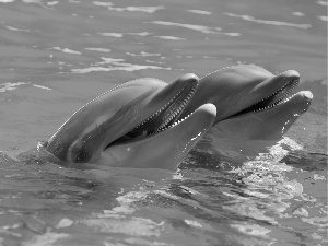 dolphins, Two cars, laughing