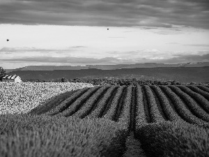 lavender, Ballooning, Provence, Field, France