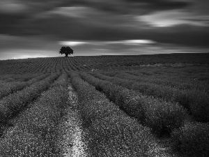 trees, Great Sunsets, lavender, clouds, Field