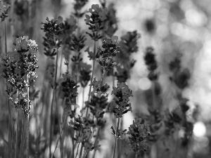 Flowers, lavender