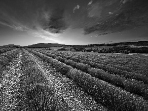 west, Field, lavender, sun