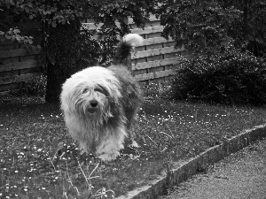 Old English Sheepdog, Lawn