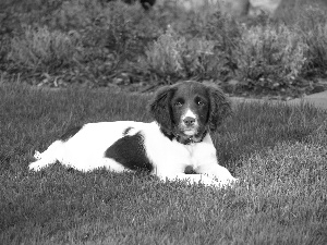 lying, Small Munsterlander Pointer, Lawn, doggy