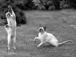 mouse, Siamese Cats, Lawn, Two cars