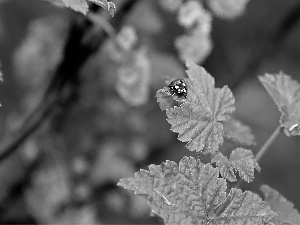leaf, ladybird, an