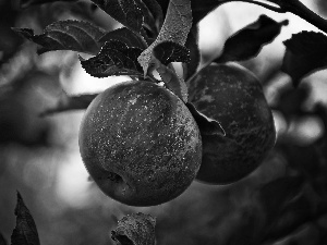 apples, Leaf