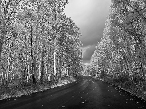 autumn, birch, Leaf, Way