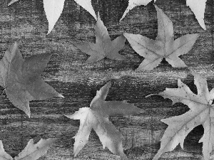Autumn, maple, board, Leaf