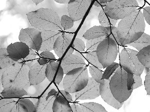 Leaf, Brown, Autumn