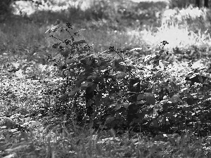 Leaf, autumn, grass, dry, Bush