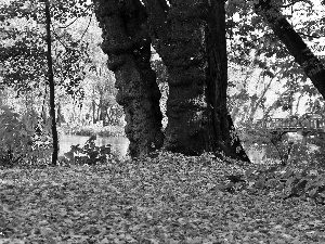 viewes, Park, Leaf, autumn, dry, trees