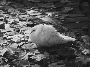 Leaf, pigeon, Autumn