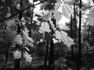 autumn, Red, Leaf, forest