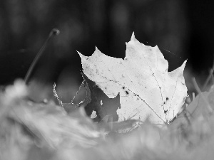 leaf, Yellow, Autumn