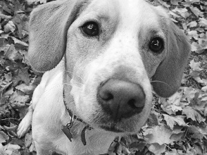 Leaf, doggy, Beagle