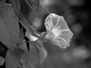 bindweed, rain, Leaf, drops