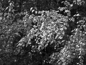 autumn, birch-tree, Leaf