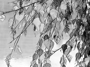 Fractalius, birch-tree, Leaf