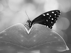 Black, an, leaf, butterfly