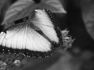 blue, Flowers, Leaf, butterfly