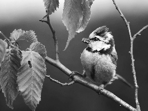 trees, tit Blue Tit, Leaf