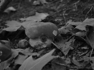 acorn, Boletus edulis, Leaf