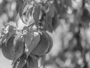 branch pics, peaches, Leaf