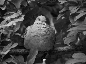 Leaf, pigeon, branch