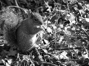 squirrel, branch pics, Leaf