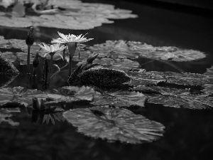 Two, purple, Buds, Leaf, Water lilies, Flowers