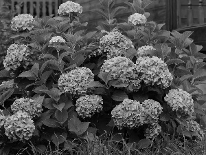 Flowers, Leaf, Bush, Pink, hydrangea