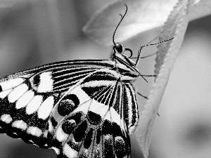 butterfly, Leaf