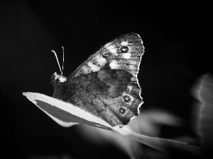 butterfly, leaf