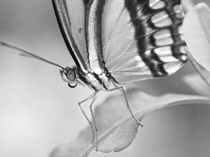 butterfly, leaf