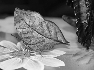 butterfly, dried, leaf, as