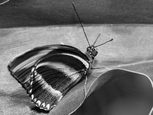 butterfly, leaf