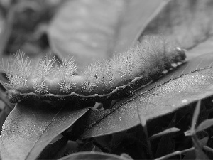 leaf, Green, caterpillar