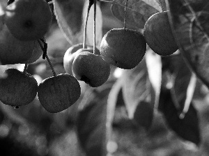 cherries, Leaf