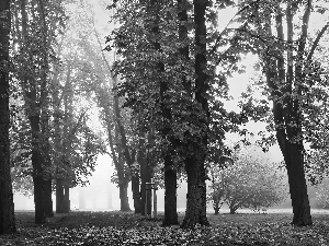 Park, autumn, fallen, Leaf, Fog, chestnut