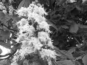 Leaf, flower, chestnut