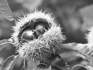 chestnuts, Leaf