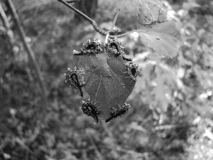 leaf, caterpillars, chewing